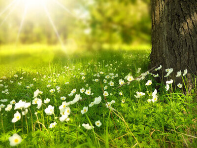 Blumenwiese im Frühling